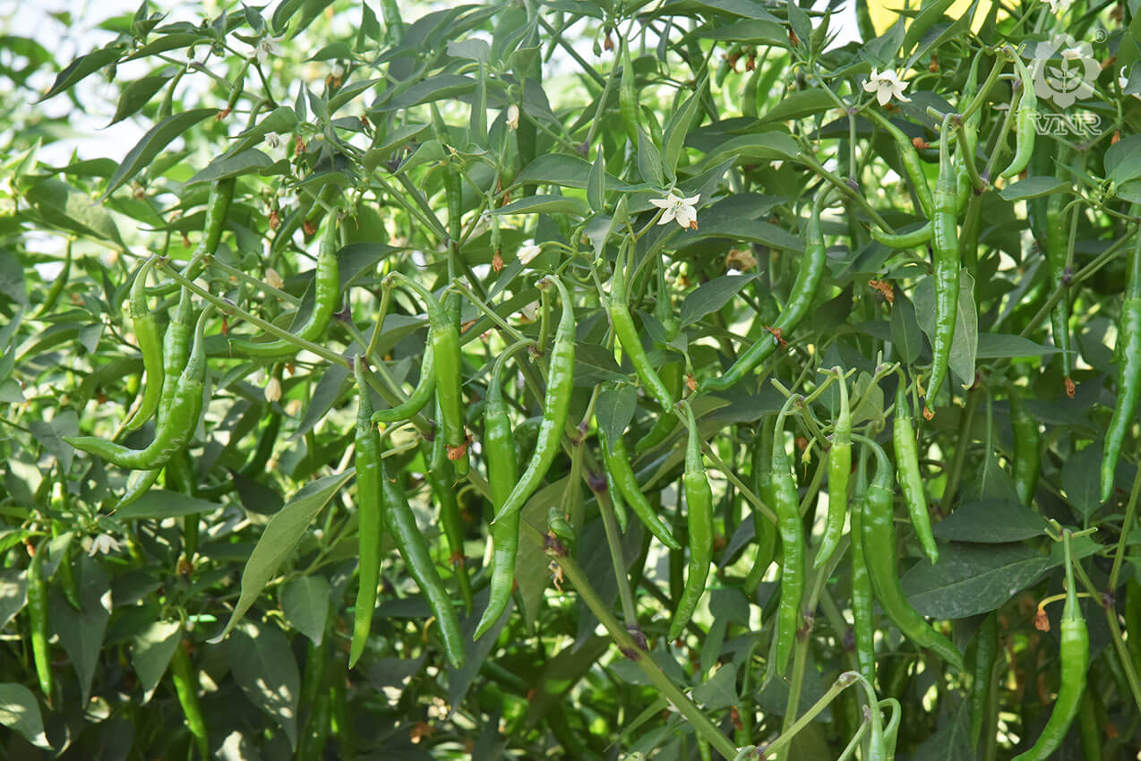 VNR-75 Chilli Seeds | F1 Hybrid | Buy Online at Best Price