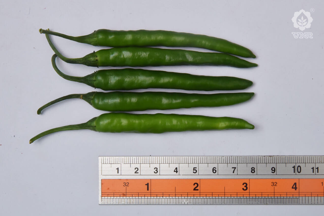 VNR-75 Chilli Seeds | F1 Hybrid | Buy Online at Best Price