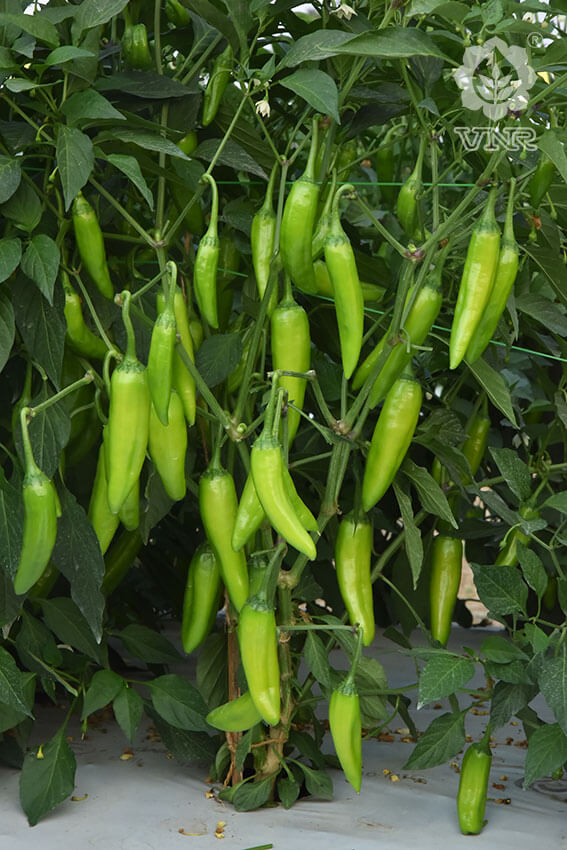 VNR G-907 Chilli Seeds | F1 Hybrid | Buy Online at Best Price