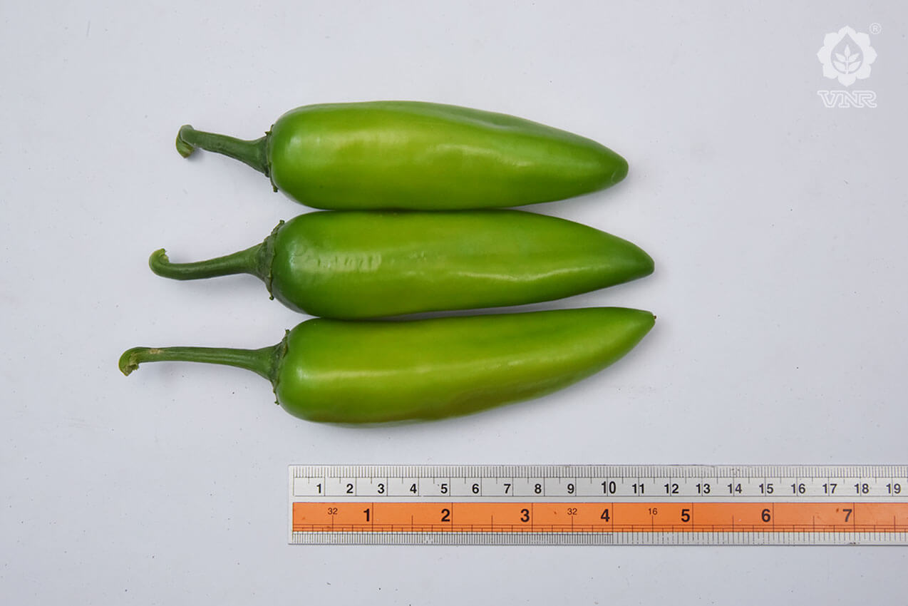 VNR G-907 Chilli Seeds | F1 Hybrid | Buy Online at Best Price