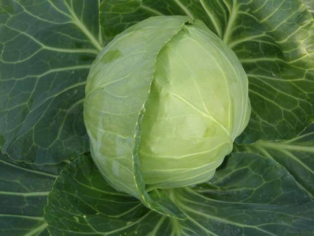 Pan 1181 Hybrid Cabbage Seeds | F1 Hybrid | Buy Online at Best Price