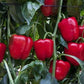 Celin Capsicum Seeds - Syngenta | F1 Hybrid | Buy Online at Best Price