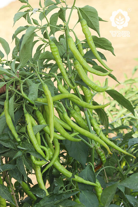 Charmee Chilli Seeds - VNR | F1 Hybrid | Buy Online at Best Price