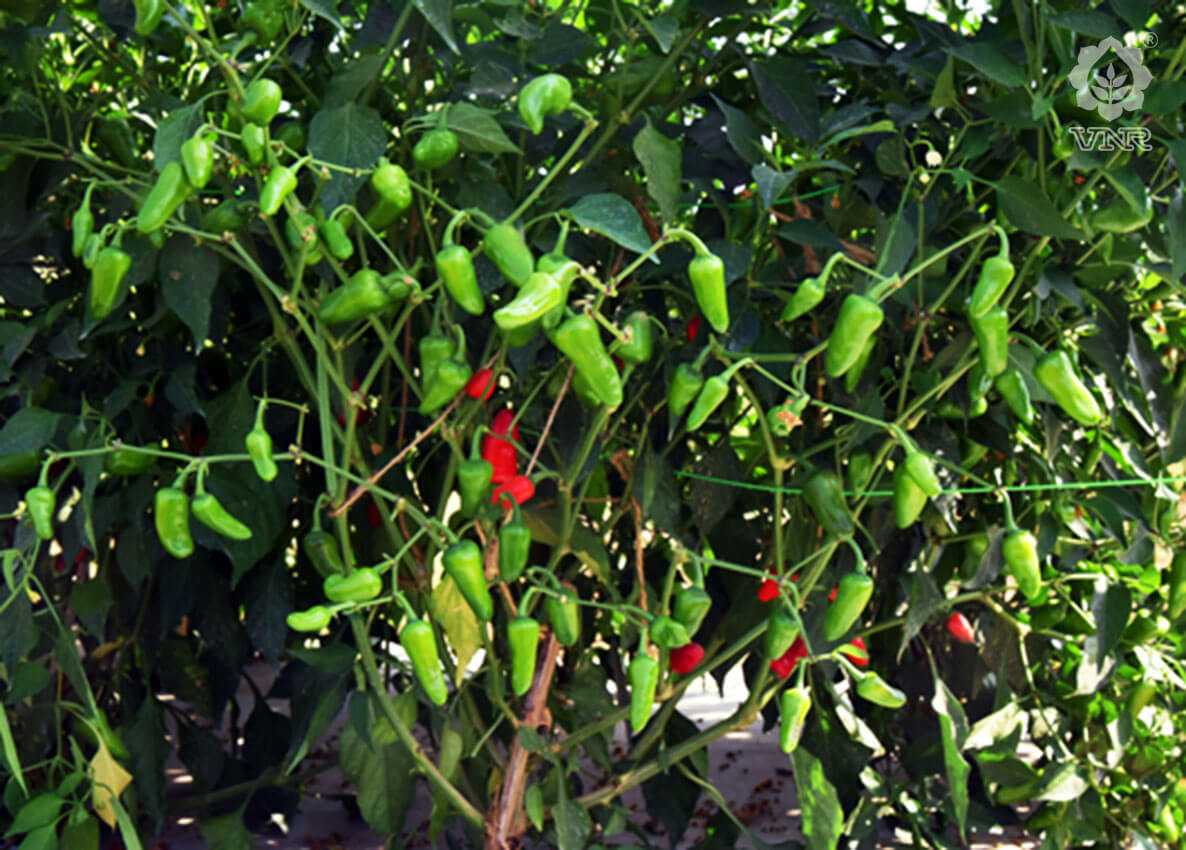 Gundu Chilli Seeds - VNR | F1 Hybrid | Buy Online at Best Price