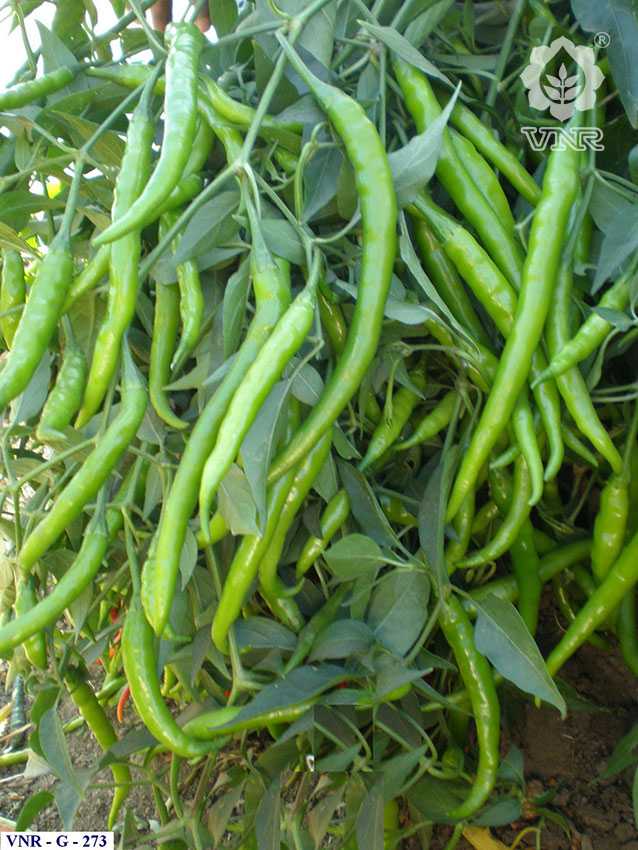 VNR G-273 (Jyothi) Chilli Seeds | F1 Hybrid | Buy Online at Best Price