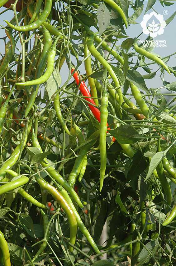 VNR G-273 (Jyothi) Chilli Seeds | F1 Hybrid | Buy Online at Best Price