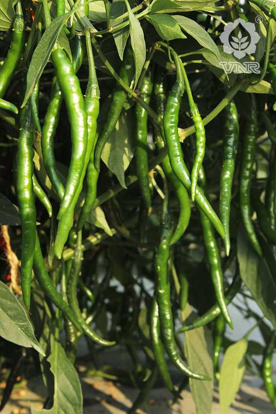 Sunidhi Chilli Seeds - VNR | F1 Hybrid | Buy Online at Best Price