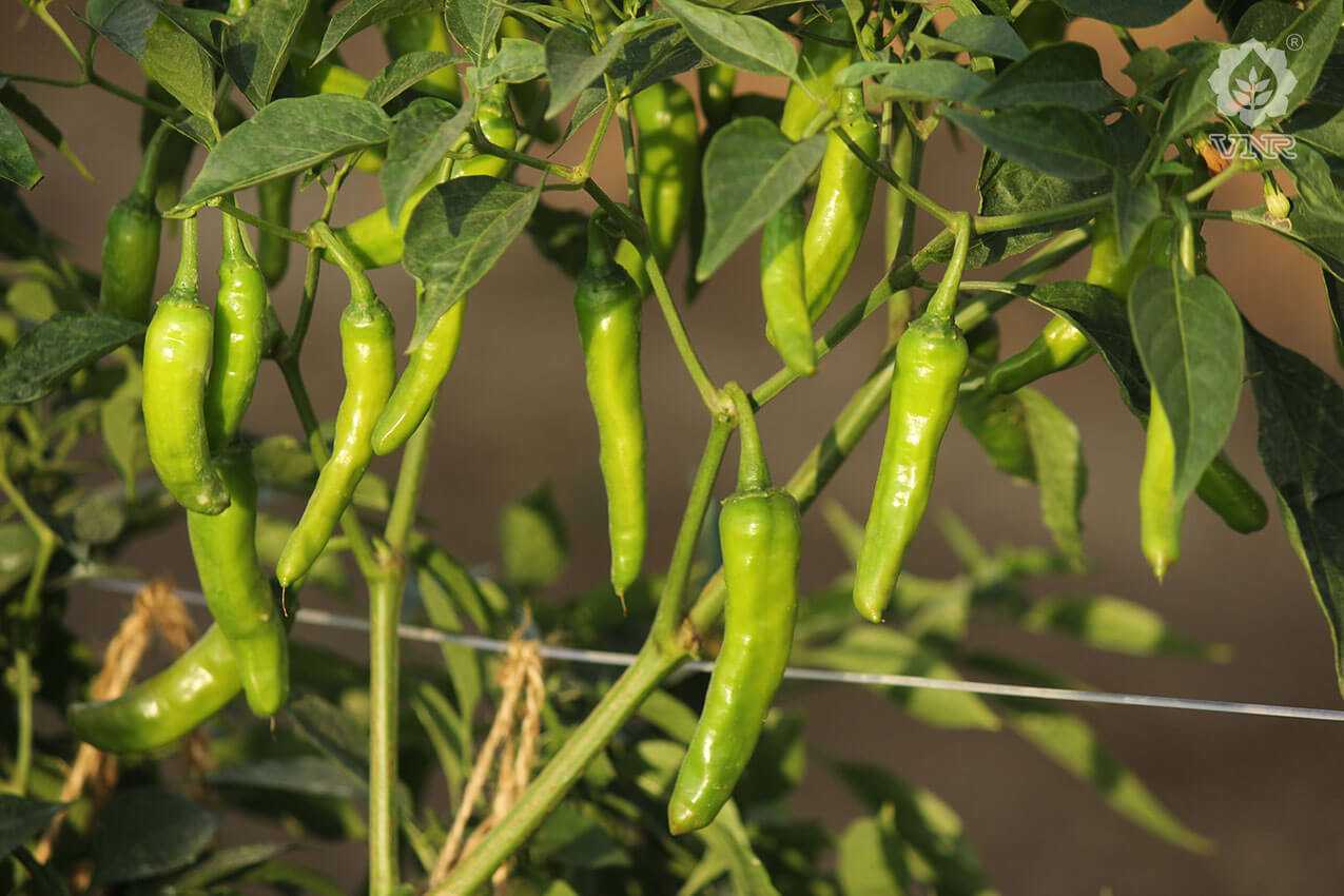 VCH-01 Chilli Seeds - VNR | F1 Hybrid | Buy Online at Best Price