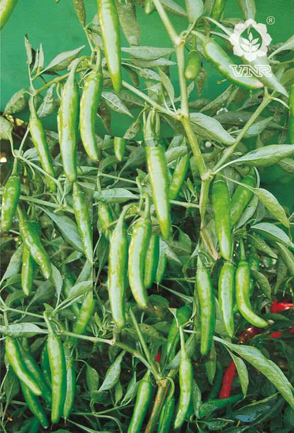 VNR 305 Chilli Seeds | F1 Hybrid | Buy Online at Best Price