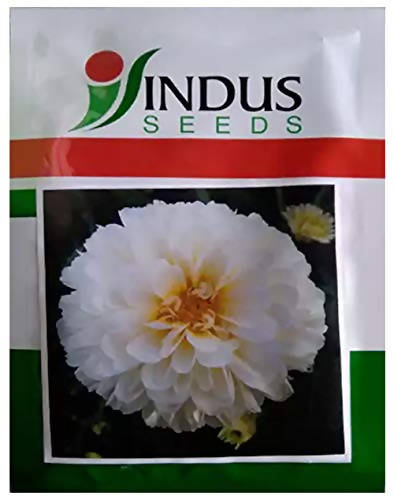 Indus Bijali Shubhra Snow White Seeds | F1 Hybrid | Buy Online at Best Price