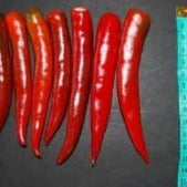 Sarpan Dandicut - 2 Chilli Seeds | F1 Hybrid | Buy Online at Best Price