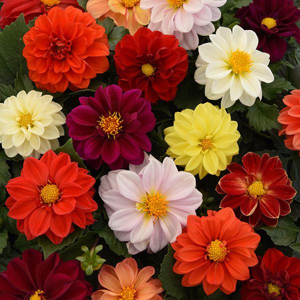 Dahlia Figaro Mix Seeds - PanAmerican | F1 Hybrid | Buy Online at Best Price