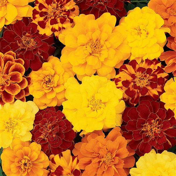 Durango Mixture French Marigold Seeds - PanAmerican | F1 Hybrid | Buy Online at Best Price