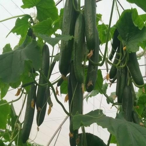 Fadia Cucumber Seeds - Enza Zaden | F1 Hybrid | Buy Online at Best Price