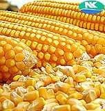 NK 6240 Maize Seeds - Syngenta | F1 Hybrid | Buy Online at Best Price