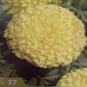 Indus - 27 Marigold Seeds | F1 Hybrid | Buy Online at Best Price