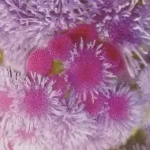 Ageratum Seeds - Indo American | F1 Hybrid | Buy Online at Best Price