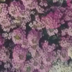 Alyssum Ornamental Flower Seeds - Indo American | F1 Hybrid | Buy Online at Best Price