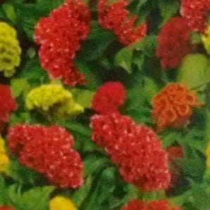 Celosia Cristata Seeds - Indo American | F1 Hybrid | Buy Online at Best Price