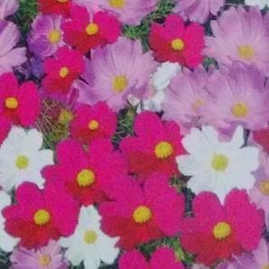 Cosmos Bipinnatus Seeds - Indo American | F1 Hybrid | Buy Online at Best Price