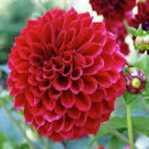 Dahlia Flowers Seeds - Indo American | F1 Hybrid | Buy Online at Best Price