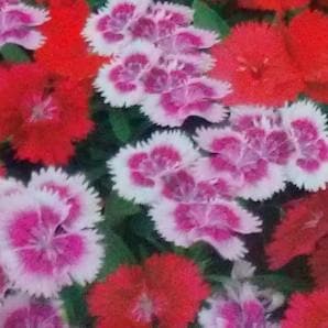 Dianthus Seeds - Indo American | F1 Hybrid | Buy Online at Best Price