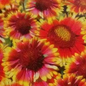 Gaillardia Seeds -Indo American | F1 Hybrid | Buy Online at Best Price