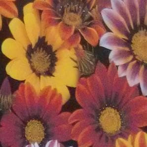 Gazania - Sunshine Mix Seeds - Indo American | F1 Hybrid | Buy Online at Best Price