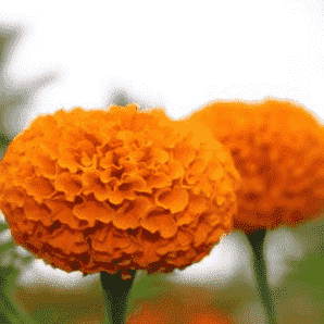 African Marigold Double Orange Seeds - Namdhari | F1 Hybrid | Buy Online at Best Price