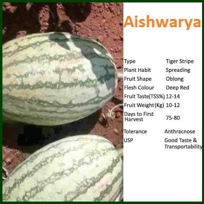 Aishwarya Watermelon Seeds - Bioseed | F1 Hybrid | Buy Online at Best Price