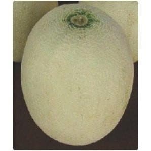 Akash Muskmelon Seeds - Ashoka Seeds | F1 Hybrid | Buy Online at Best Price