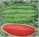 product-imageAastha Watermelon Seeds - Nunhems | F1 Hybrid | Buy Online at Best Price