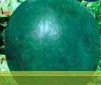 Augasta Watermelon Seeds - Syngenta | F1 Hybrid | Buy Online at Best Price