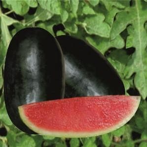 Mahima Watermelon Seeds - Fito | F1 Hybrid | Buy Online at Best Price