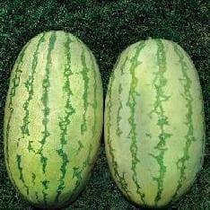 NS 295 Watermelon Seeds - Namdhari | F1 Hybrid | Buy Online at Best Price