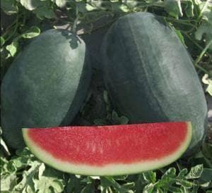 NS 34 Watermelon Seeds - Namdhari | F1 Hybrid | Buy Online at Best Price