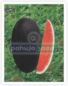 Suman 235 Water Melon Seeds - Pahuja | F1 Hybrid | Buy Online at Best Price