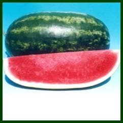 Suprit 2 Water Melon Seeds - Known You | F1 Hybrid | Buy Online at Best Price