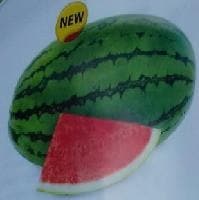 Vasudha Water Melon Seeds - Known You | F1 Hybrid | Buy Online at Best Price