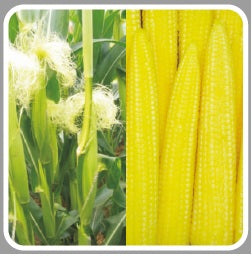 G 5417 Babycorn Seeds -Syngenta | F1 Hybrid | Buy Online at Best Price