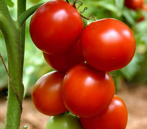 Indus 106 Tomato Seeds | F1 Hybrid | Buy Online at Best Price