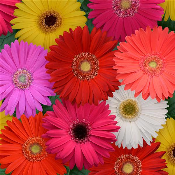 Mega Revolution Select Mix Gerbera Seeds - PanAmerican | F1 Hybrid | B…