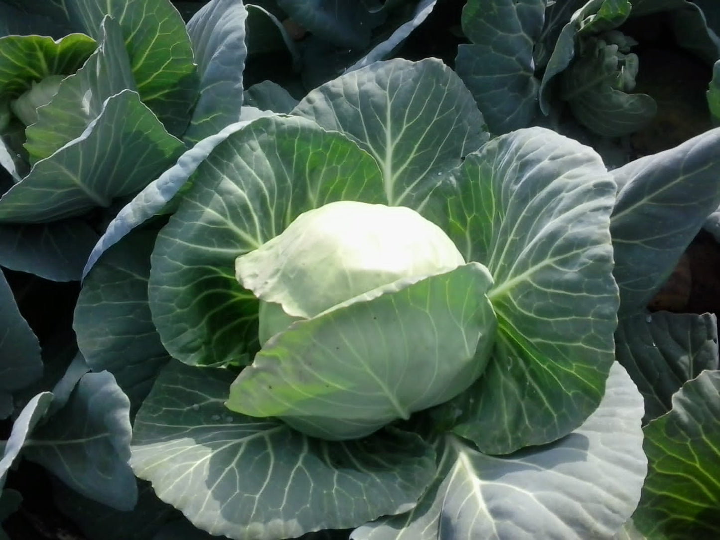 Green Presto Cabbage Seeds - Tokita | F1 Hybrid | Buy Online at Best Price