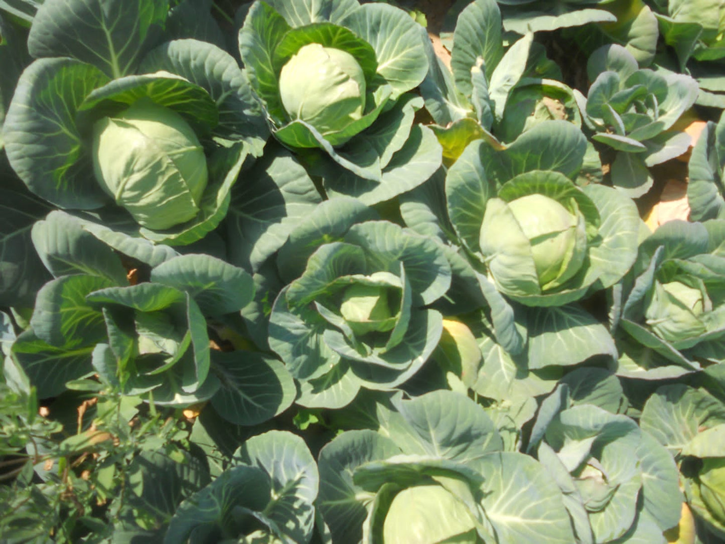 Green Presto Cabbage Seeds - Tokita | F1 Hybrid | Buy Online at Best Price