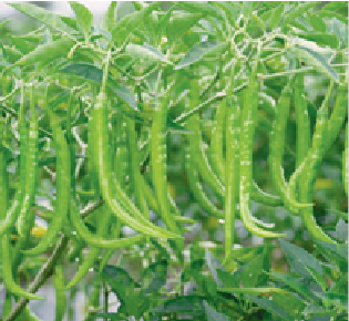 HPH-1900 Chilli Seeds -Syngenta | F1 Hybrid | Buy Online at Best Price