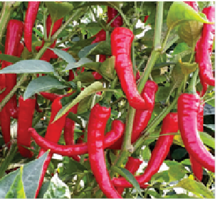 HPH-2043 Chilli Seeds -Syngenta | F1 Hybrid | Buy Online at Best Price