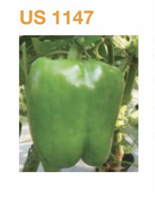 US 1147 Capsicum Seeds - Nunhems | F1 Hybrid | Buy Online at Best Price