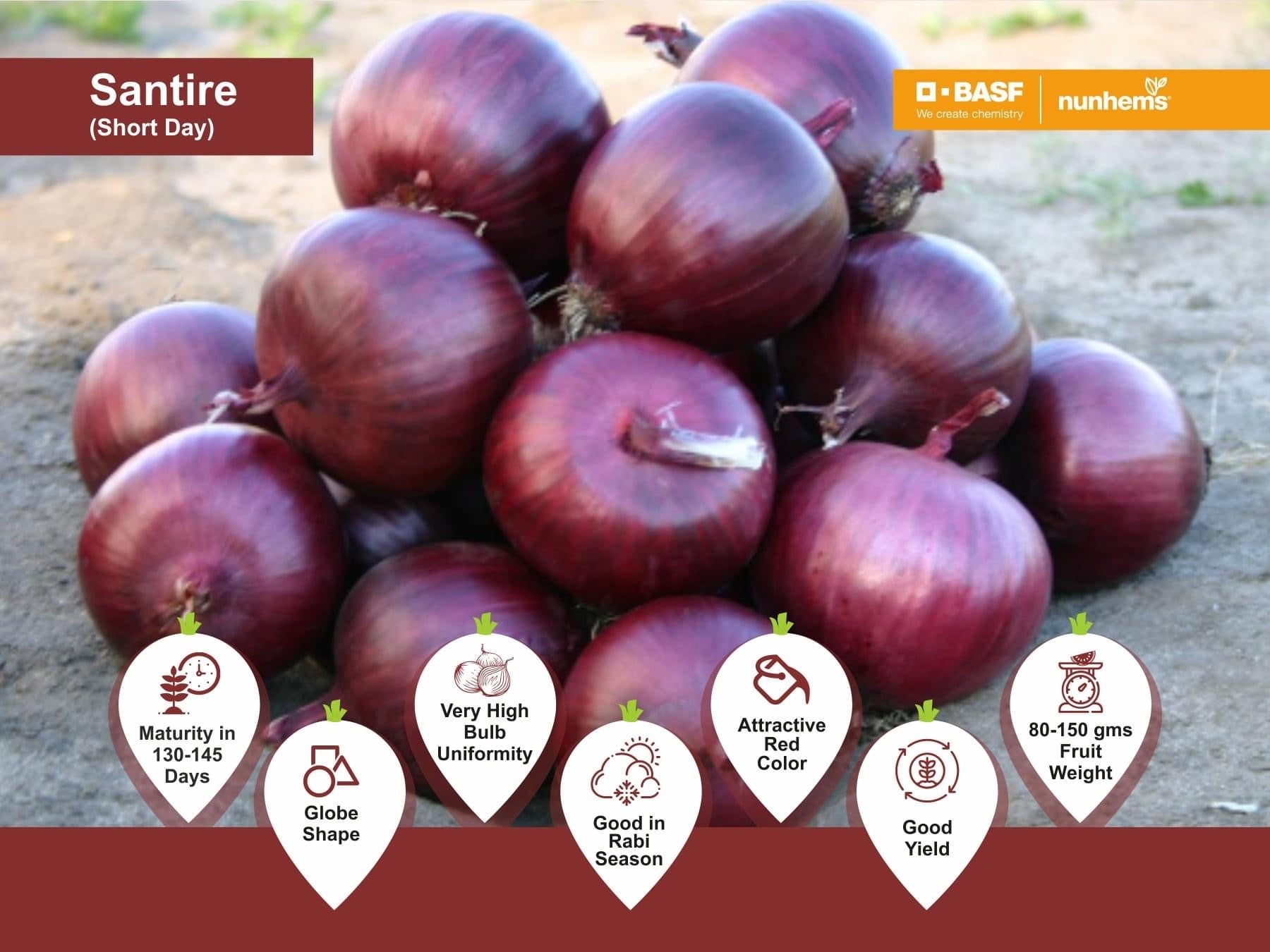 Santire Onion Seeds - Nunhems | F1 Hybrid | Buy Online at Best Price