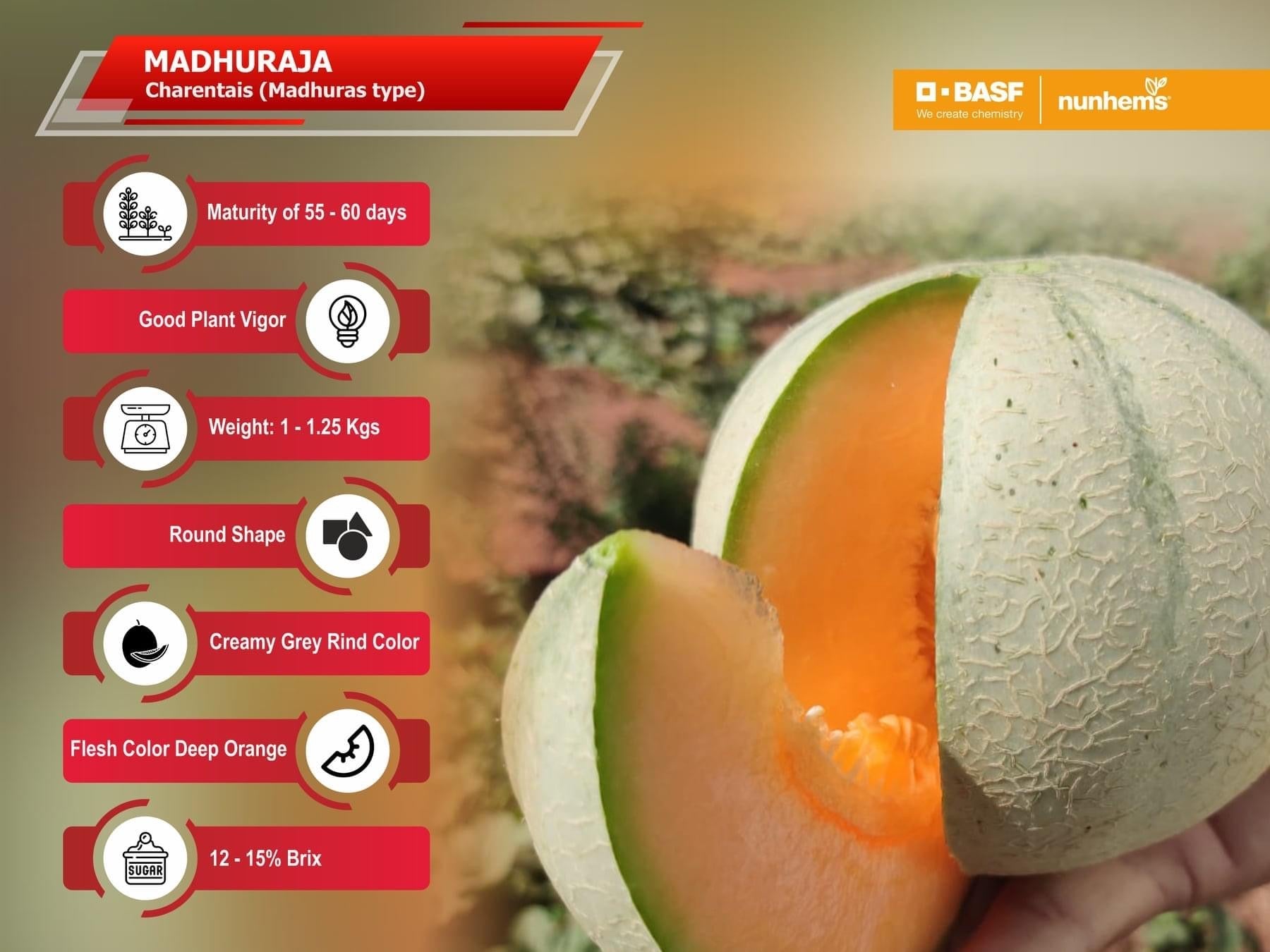 Madhuraja Muskmelon Seeds - Nunhems | F1 Hybrid | Buy Online Now