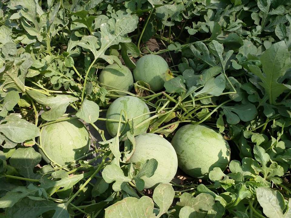 Jannat Watermelon Seeds - Known You | F1 Hybrid | Buy Online at Best Price